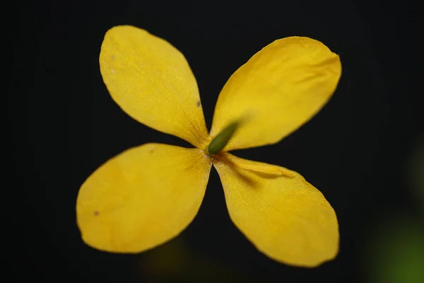 Fiore Giallo Selvatico Fiore Primo Piano Fondo Chelidonium Majus Famiglia — Foto Stock