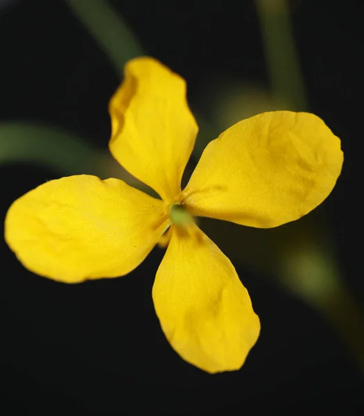 Fiore Giallo Selvatico Fiore Primo Piano Fondo Chelidonium Majus Famiglia — Foto Stock