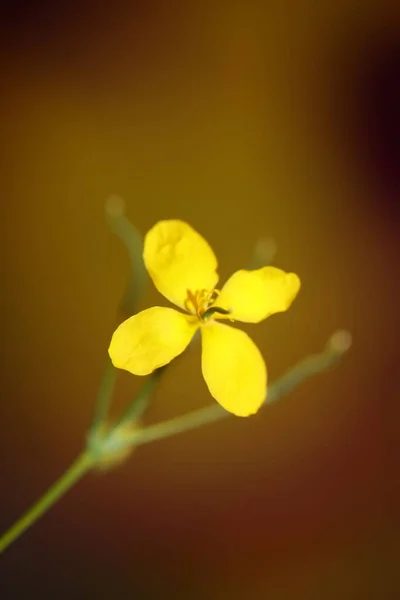 Vahşi Sarı Çiçek Arka Planda Yakın Plan Chelidonium Majus Ailesi — Stok fotoğraf