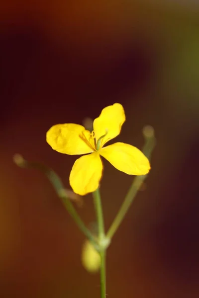 Divoký Žlutý Květ Květ Zblízka Pozadí Chelidonium Majus Rodina Papaveraceae — Stock fotografie