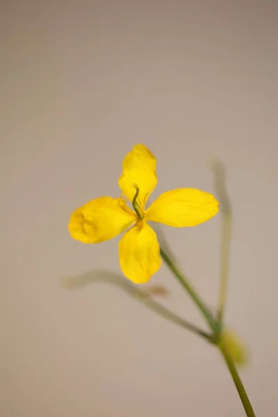 Fiore Giallo Selvatico Fiore Primo Piano Fondo Chelidonium Majus Famiglia — Foto Stock