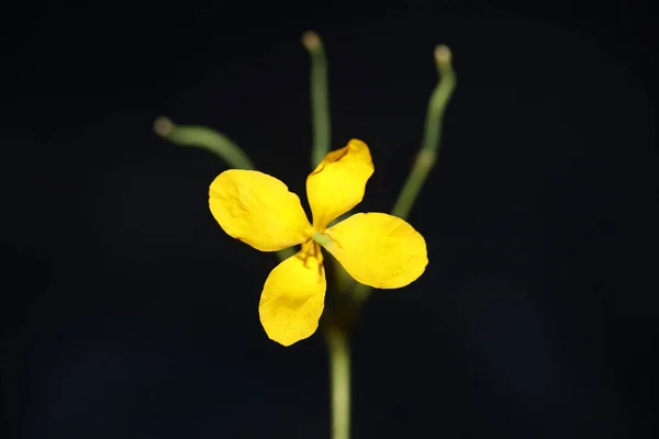 Fiore Giallo Selvatico Fiore Primo Piano Fondo Chelidonium Majus Famiglia — Foto Stock