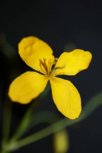 Fiore Giallo Selvatico Fiore Primo Piano Fondo Chelidonium Majus Famiglia — Foto Stock