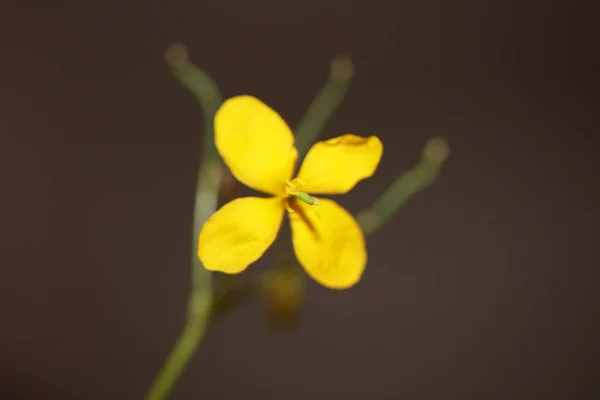 Цветение Дикого Желтого Цветка Закрывает Задний План Chelidonium Majus Семейства — стоковое фото