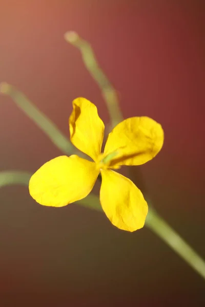 Divoký Žlutý Květ Květ Zblízka Pozadí Chelidonium Majus Rodina Papaveraceae — Stock fotografie