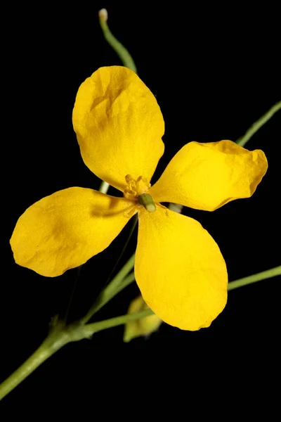 Divoký Žlutý Květ Květ Zblízka Pozadí Chelidonium Majus Rodina Papaveraceae — Stock fotografie