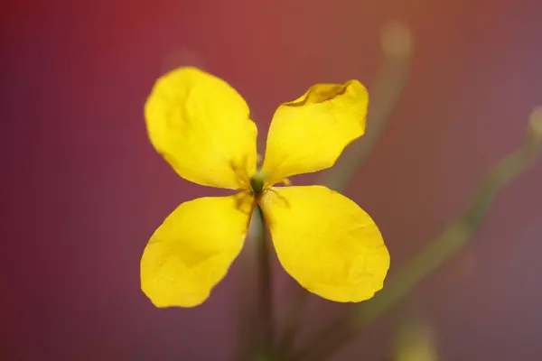 Fiore Giallo Selvatico Fiore Primo Piano Fondo Chelidonium Majus Famiglia — Foto Stock