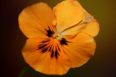 Turuncu viyola çiçeği botanik arka planda, modern yüksek kalitede, büyük boy, aile içi şiddeti tetikliyor.