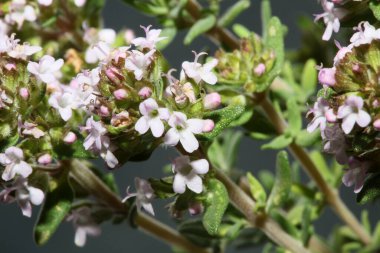 Küçük aromatik çiçek açan timüs vulgaris familyasının lamiaceae arka planında yüksek kaliteli büyük boy baskılar.