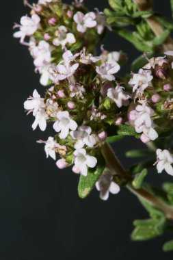 Küçük aromatik çiçek açan timüs vulgaris familyasının lamiaceae arka planında yüksek kaliteli büyük boy baskılar.