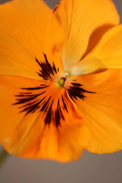 Orangefarbene Viola Blume Aus Nächster Nähe Botanischer Hintergrund Auslösend Moderne — Stockfoto