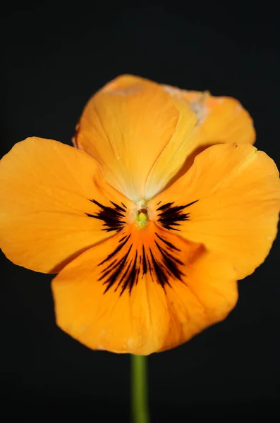 Апельсиновый Альт Цветок Крупным Планом Черном Фоне Ботанический Споткнуться Современные — стоковое фото