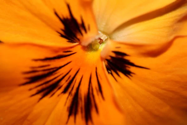 오렌지 비올라 꽃봉오리를 가까이 배경에 현대의 품질의 커다란 크기를 새겨져 — 스톡 사진