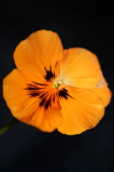 Turuncu Keman Çiçeği Siyah Arka Planda Kapalı Botanik Tökezleme Modern — Stok fotoğraf