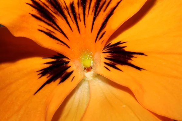 Viola Arancione Fiore Primo Piano Sfondo Botanico Inciampare Moderno Alta — Foto Stock