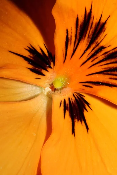 Πορτοκαλί Λουλούδι Βιόλα Close Βοτανικό Φόντο Σκοντάψει Σύγχρονη Υψηλής Ποιότητας — Φωτογραφία Αρχείου