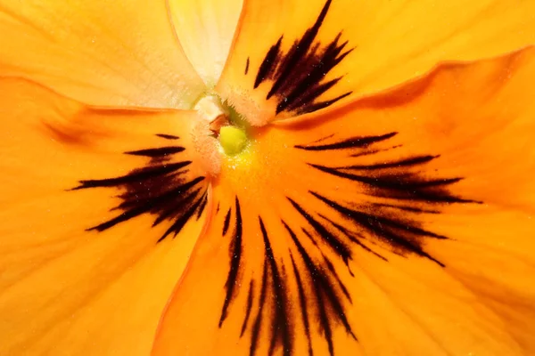 Viola Arancione Fiore Primo Piano Sfondo Botanico Inciampare Moderno Alta — Foto Stock
