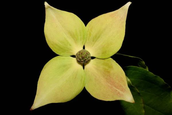 White Flower Blossom Close Cornus Kousa Family Cornaceae Botanical Modern — Stock Photo, Image