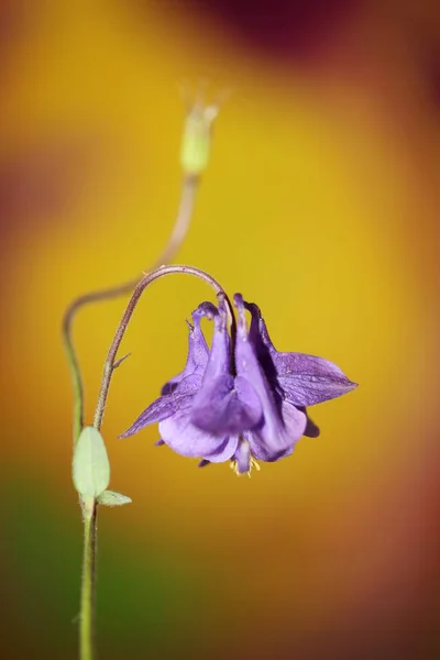 Kwiat Kwiat Zbliżyć Botaniczne Tło Aquilegia Vulgaris Rodzina Ranunculaceae Duży — Zdjęcie stockowe