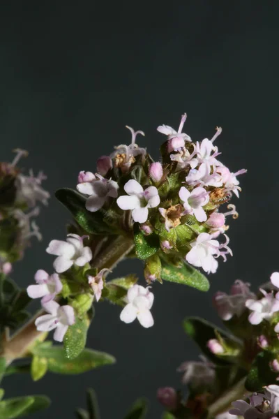 Małe Aromatyczne Kwiaty Kwitnące Blisko Grasicy Vulgaris Rodziny Lamiaceae Tło — Zdjęcie stockowe