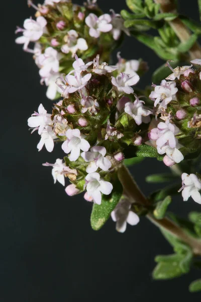 Flor Aromática Pequena Florescendo Close Thymus Vulgaris Family Lamiaceae Background — Fotografia de Stock