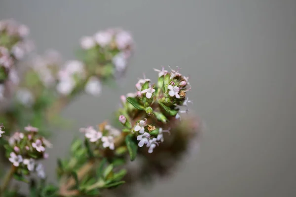 Piccolo Fiore Aromatico Fioritura Primo Piano Timo Vulgaris Famiglia Lamiaceae — Foto Stock