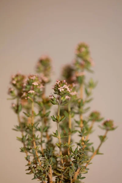 Liten Aromatisk Blomma Blommar Upp Thymus Vulgaris Familj Lamiaceae Bakgrund — Stockfoto