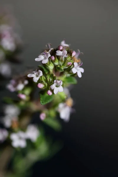 Kis Illatos Virág Virágzó Közelről Thymus Vulgaris Család Lamiaceae Háttér — Stock Fotó