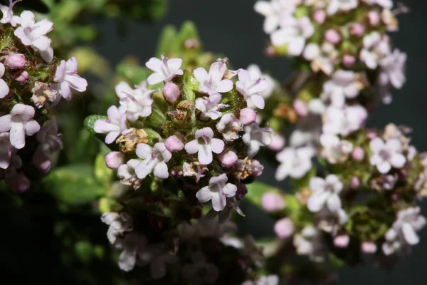 Piccolo Fiore Aromatico Fioritura Primo Piano Timo Vulgaris Famiglia Lamiaceae — Foto Stock