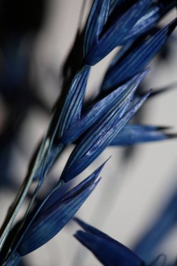 Mavi botanik arka planda boyanmış buğday. Modern yüksek kalite baskı. Triticum aestivum aile poaceae.