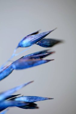 Mavi botanik arka planda boyanmış buğday. Modern yüksek kalite baskı. Triticum aestivum aile poaceae.