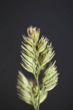 Vahşi çiçek arka planı kapat modern botanik yüksek kalite büyük beden baskılar Dactylis glomerata aile poaceae