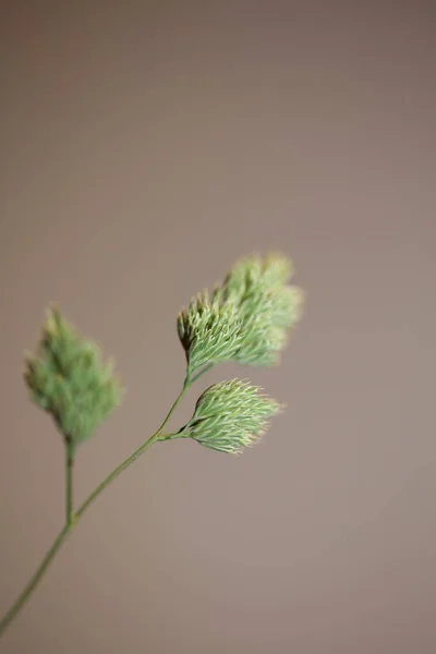 Wild Flower Close Background Modern Botanical High Quality Big Size — Stock Photo, Image