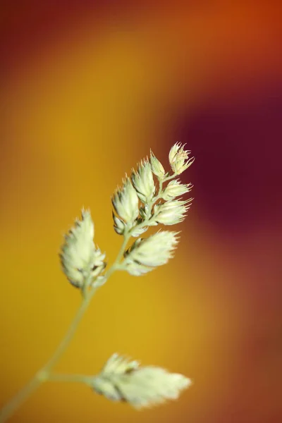 Wild Blomma Närbild Bakgrund Modern Botanisk Hög Kvalitet Stora Tryck — Stockfoto