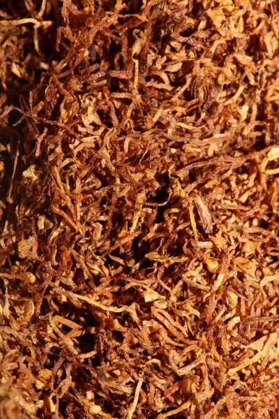 転がるタバコの葉クローズアップ背景写真高品質の大きなサイズのプリント — ストック写真