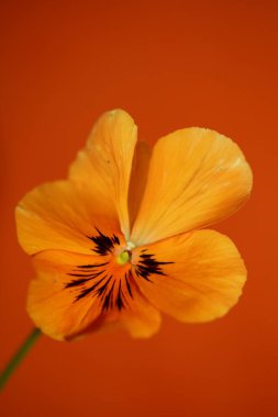 Portakal rengi viyola çiçeği çiçeğinin aile içi şiddeti botanik arkaplanı kapatın modern yüksek kalite büyük boy baskılar