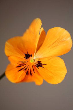 Portakal rengi viyola çiçeği çiçeğinin aile içi şiddeti botanik arkaplanı kapatın modern yüksek kalite büyük boy baskılar