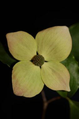 Beyaz çiçek açan makro mısır gevreği kousa familyasından botanik çağdaş arka plan yüksek kalite büyük boy baskılar.