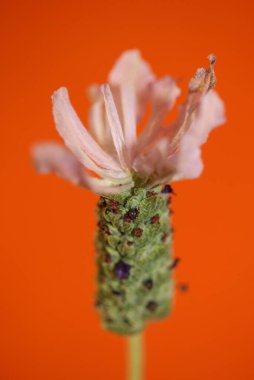 Aromatik bitki tomurcuğu arka planda lavandula stoechas familyası lamiaceae botanik yüksek kalite büyük boy baskılar