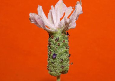 Aromatik bitki tomurcuğu arka planda lavandula stoechas familyası lamiaceae botanik yüksek kalite büyük boy baskılar