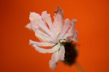 Aromatik bitki tomurcuğu arka planda lavandula stoechas familyası lamiaceae botanik yüksek kalite büyük boy baskılar