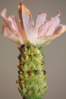 Aromatik bitki tomurcuğu arka planda lavandula stoechas familyası lamiaceae botanik yüksek kalite büyük boy baskılar