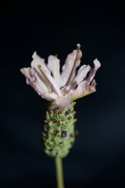 Aromatik bitki tomurcuğu arka planda lavandula stoechas familyası lamiaceae botanik yüksek kalite büyük boy baskılar