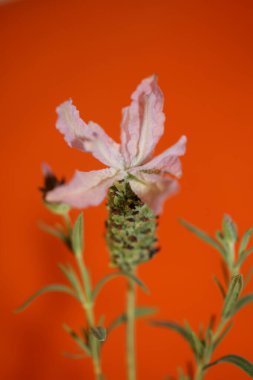 Aromatik bitki tomurcuğu arka planda lavandula stoechas familyası lamiaceae botanik yüksek kalite büyük boy baskılar