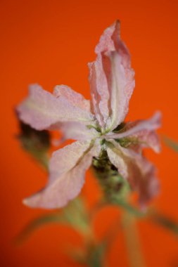 Aromatik bitki tomurcuğu arka planda lavandula stoechas familyası lamiaceae botanik yüksek kalite büyük boy baskılar