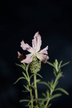 Aromatik bitki tomurcuğu arka planda lavandula stoechas familyası lamiaceae botanik yüksek kalite büyük boy baskılar