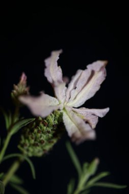 Aromatik bitki tomurcuğu arka planda lavandula stoechas familyası lamiaceae botanik yüksek kalite büyük boy baskılar