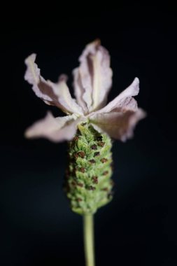 Aromatik bitki tomurcuğu arka planda lavandula stoechas familyası lamiaceae botanik yüksek kalite büyük boy baskılar