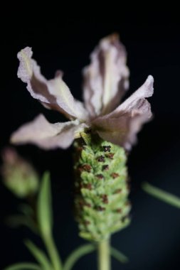 Aromatik bitki tomurcuğu arka planda lavandula stoechas familyası lamiaceae botanik yüksek kalite büyük boy baskılar