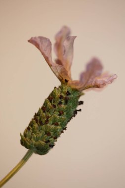 Aromatik bitki tomurcuğu arka planda lavandula stoechas familyası lamiaceae botanik yüksek kalite büyük boy baskılar